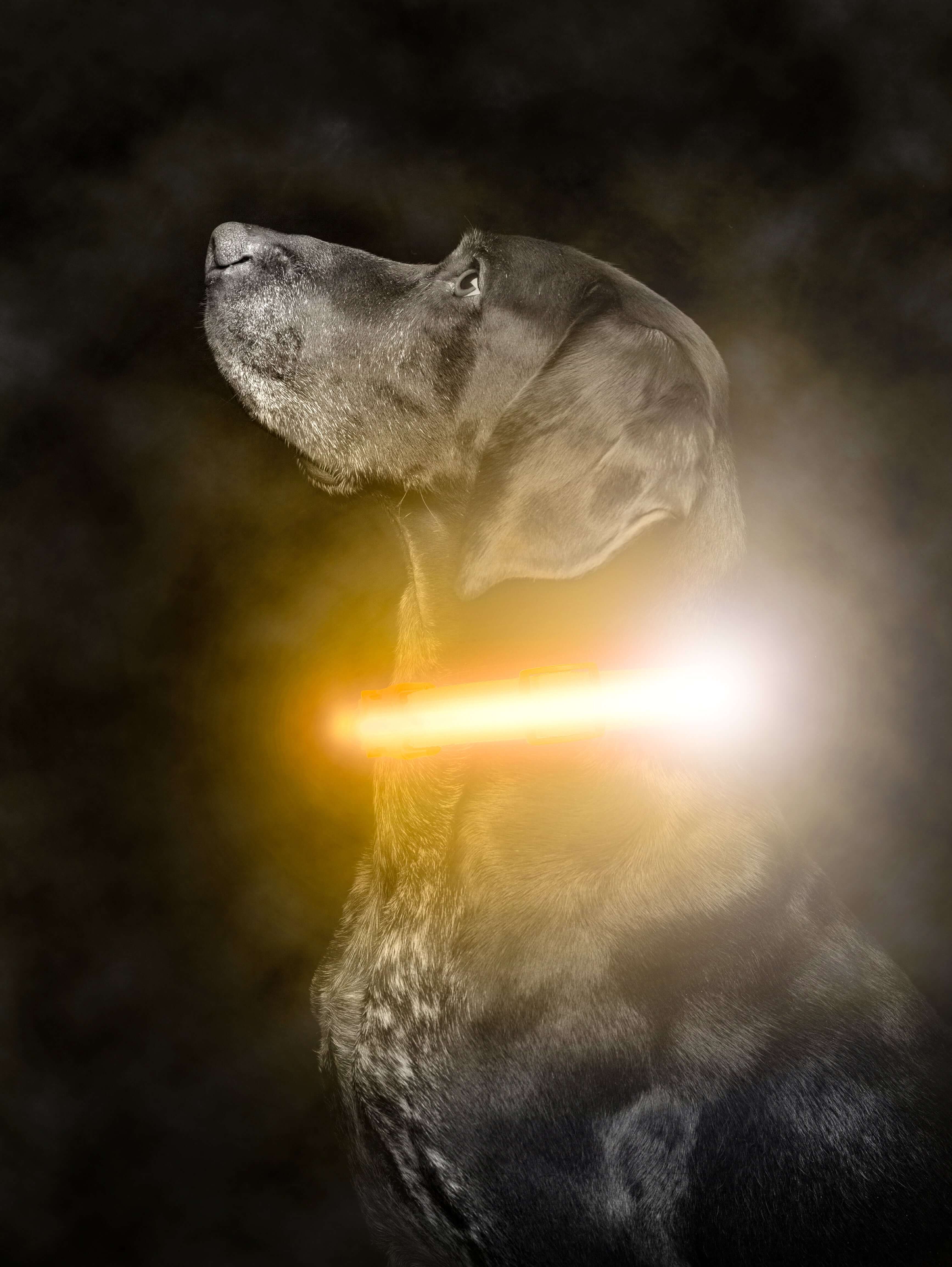 Aardrijkskunde Behandeling zeil LED Dog Collar