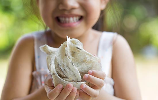 ORIGINS OF YOUR EDIBLE BIRDS’ NEST - Golden Nest