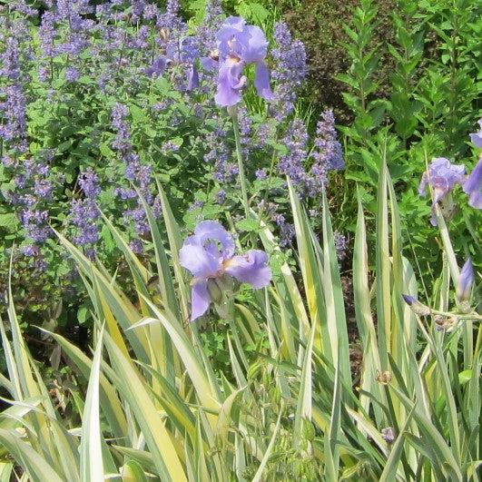Iris pallida 'Aureo Variegata' ~ Gold Variegated Zebra Iris