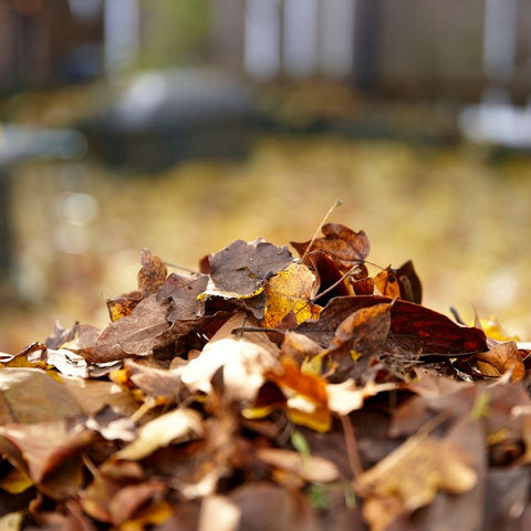 Fall leaves