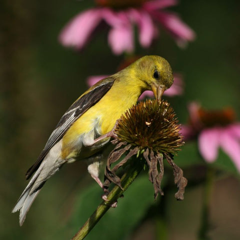 Bird eating coneflower seeds