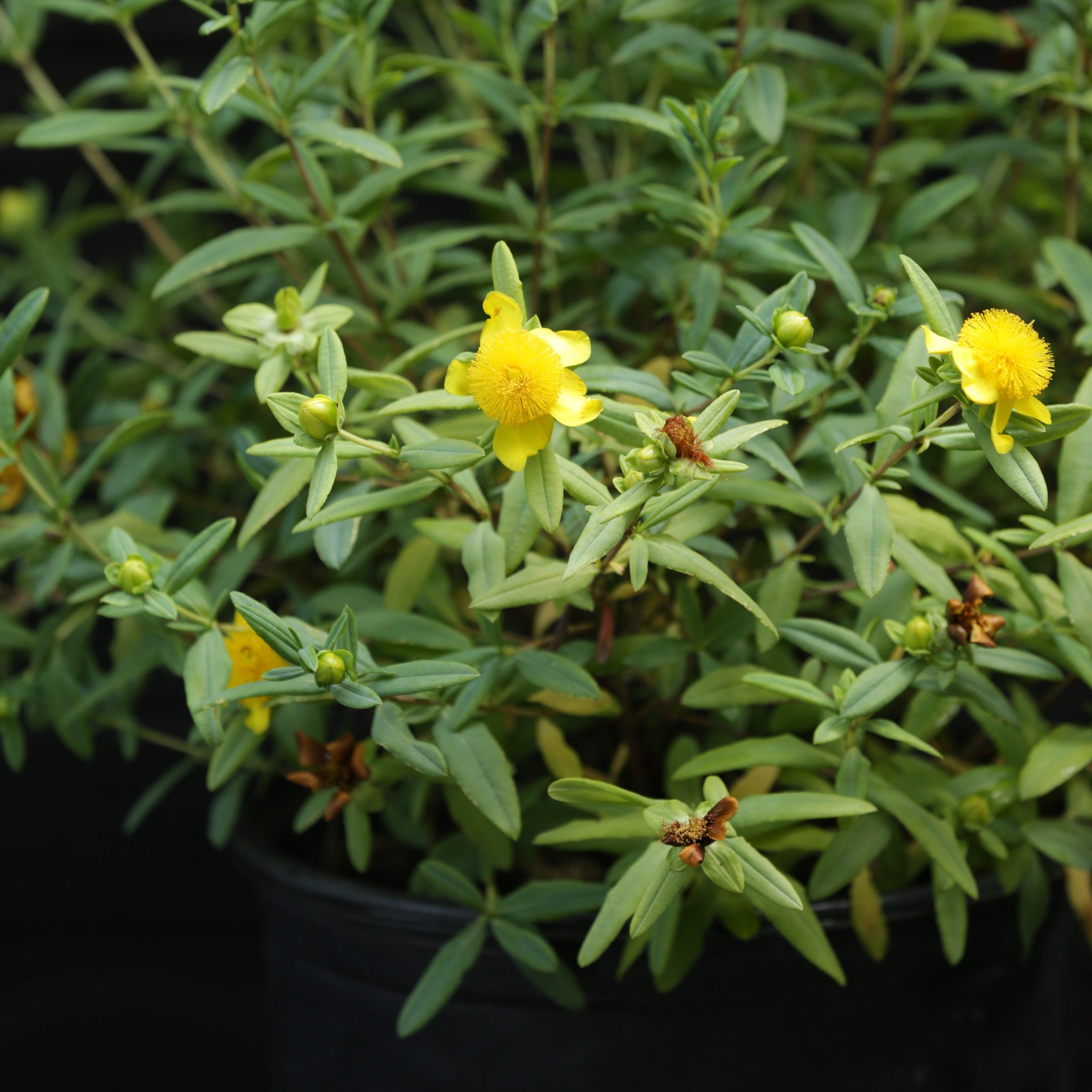 Hypericum frondosum 'Sunburst' ~ Sunburst St. John's Wort