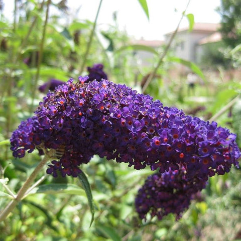 Black Knight Butterfly Bush