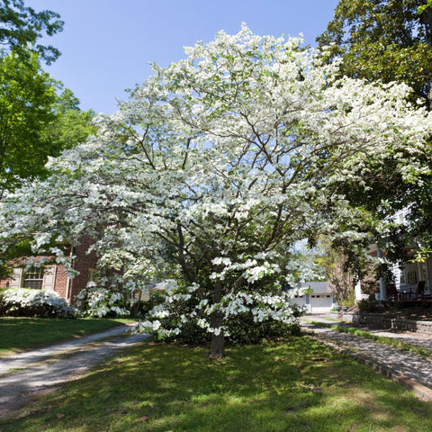 Dogwood Tree