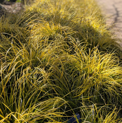 EverColor® Everillo Sedge