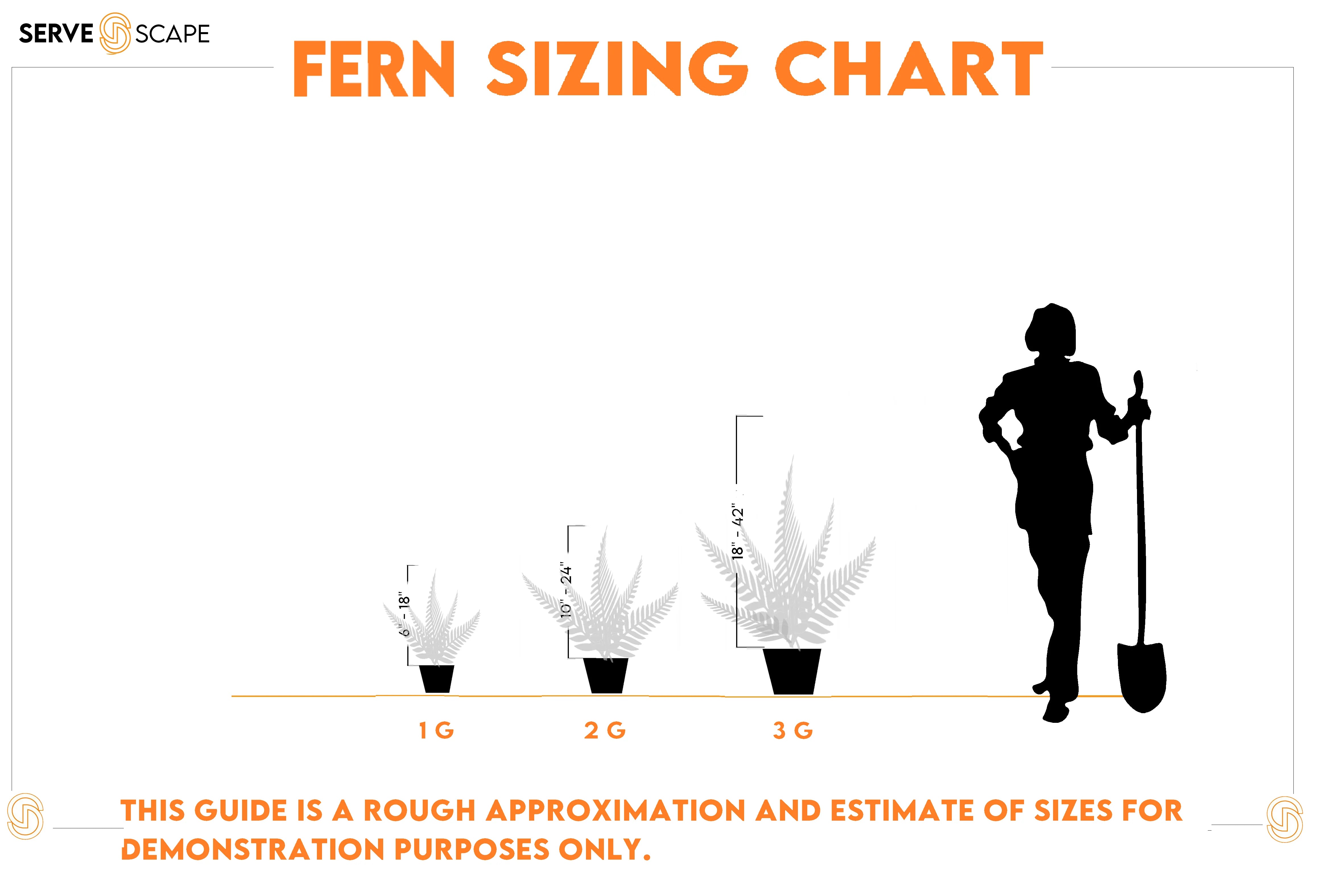 Autumn Fern - Dryopteris erythrosora – ServeScape