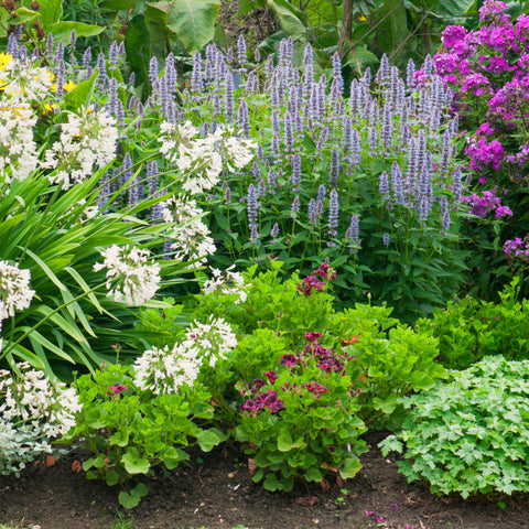 Flower border