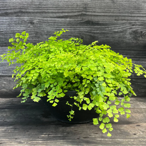 Hardy Maidenhair Fern