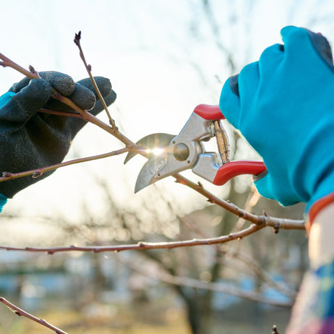 Prune dormant plants