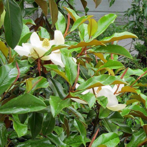 Bracken's Brown Beauty Southern Magnolia