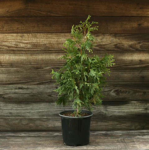 Potted Green Giant Arborvitae