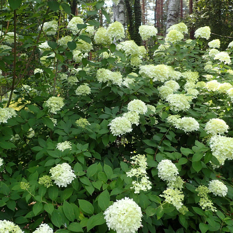 Limelight Hydrangea