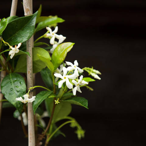 Star Jasmine