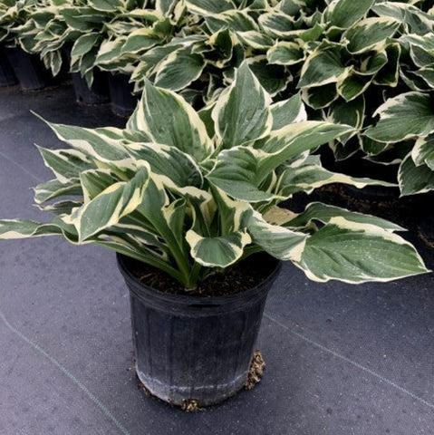 Patriot Hosta