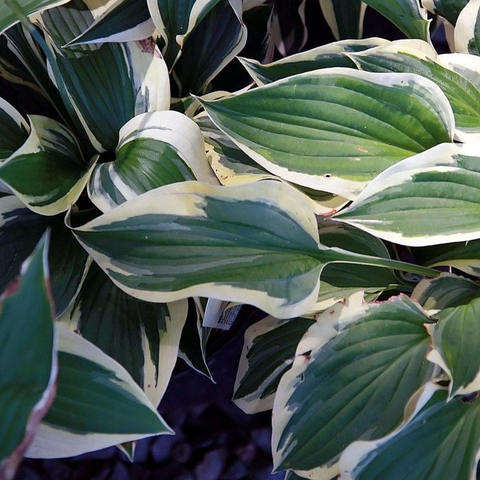 Patriot Hosta