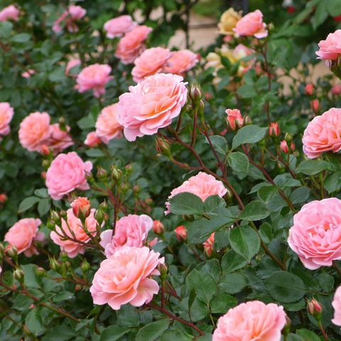 Pink roses