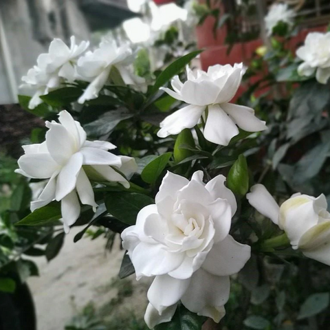 Gardenia