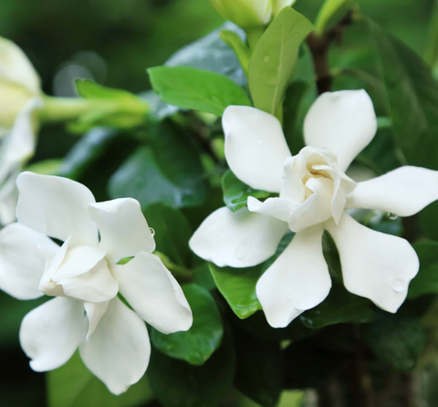 Mini Gardenia