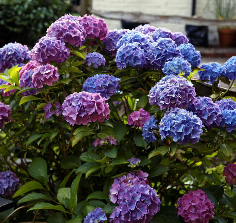 Penny Mac Hydrangea