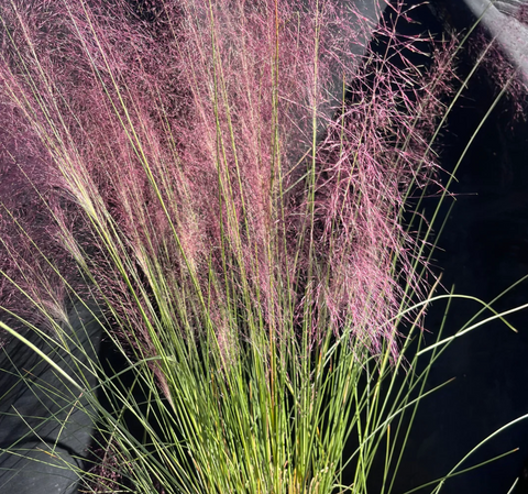 Pink Muhly Grass