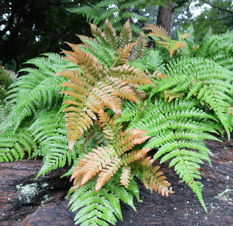 Autumn Fern