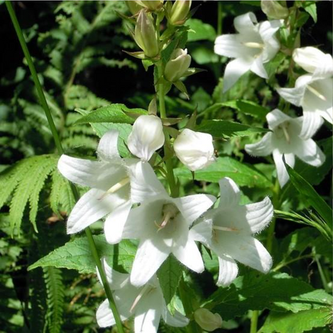 Spring Bell 2.0 White Bellflower