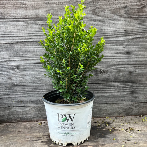 Sprinter® Boxwood