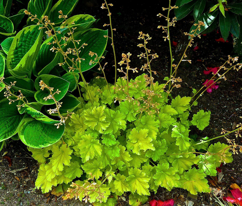 Twist of Lime Coral Bells