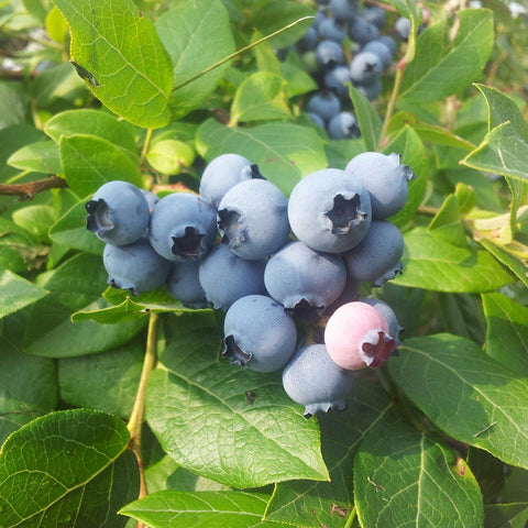 PowderBlue Blueberry
