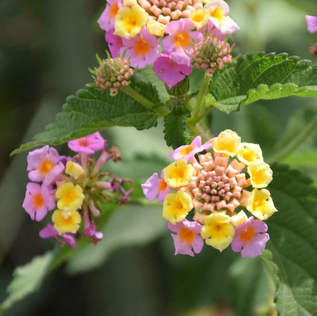 Lantana camara 'Mary Ann' ~ Mary Ann Lantana – ServeScape