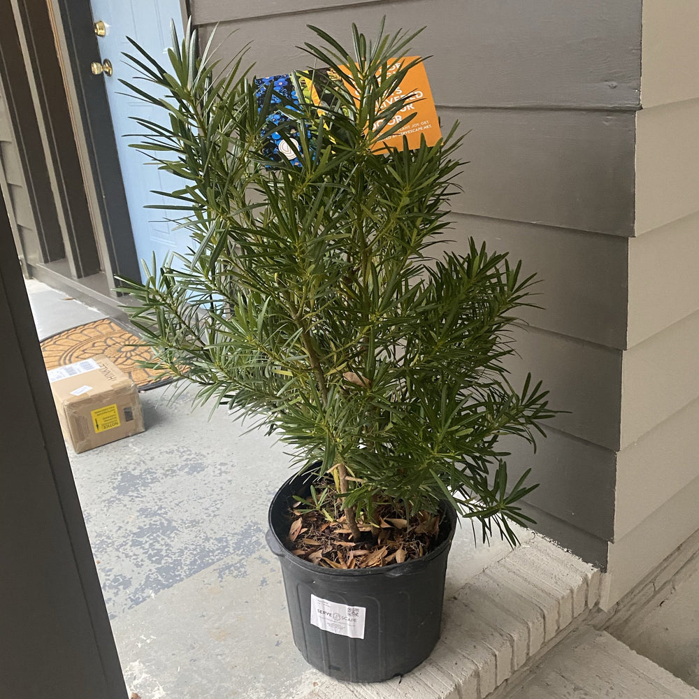 Globe Blue Spruce (tree form) (Picea pungens 'Globosa (tree form)') in Red  Deer Sylvan Lake Lacombe Blackfalds Innisfail Alberta AB at Parkland Garden  Centre