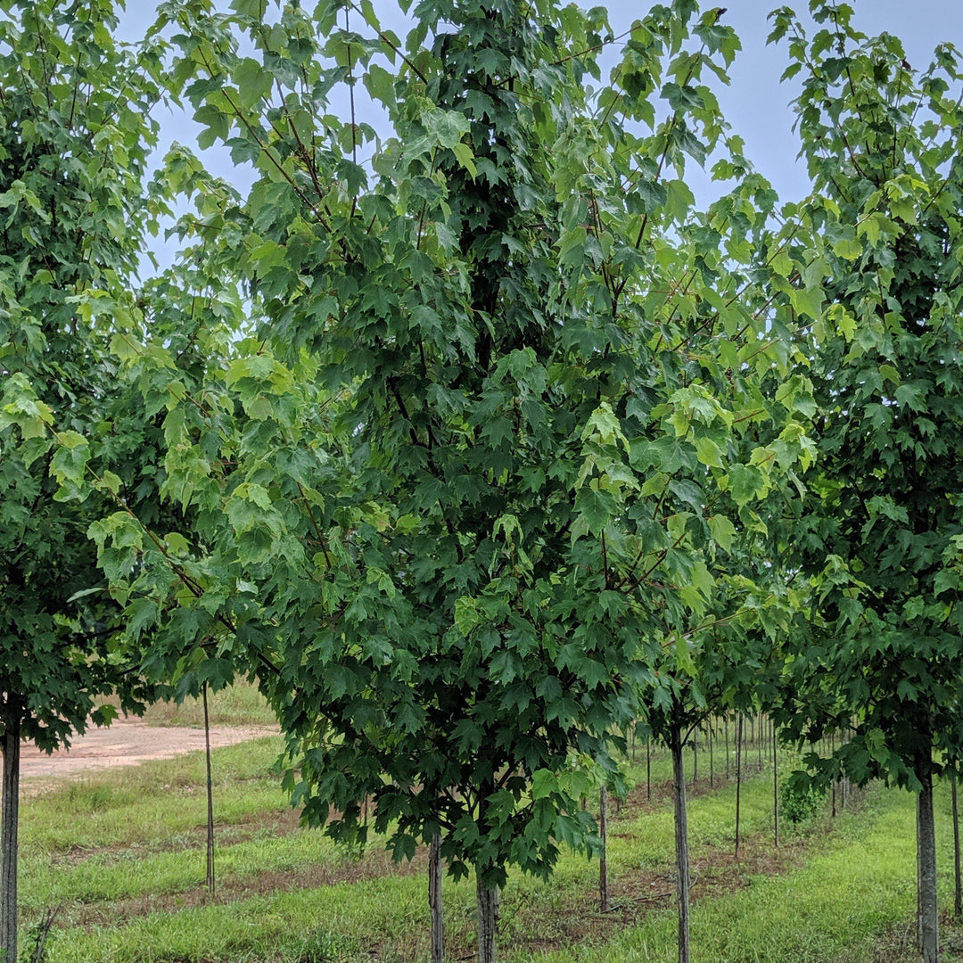 Legacy Sugar Maple — Affordable Trees