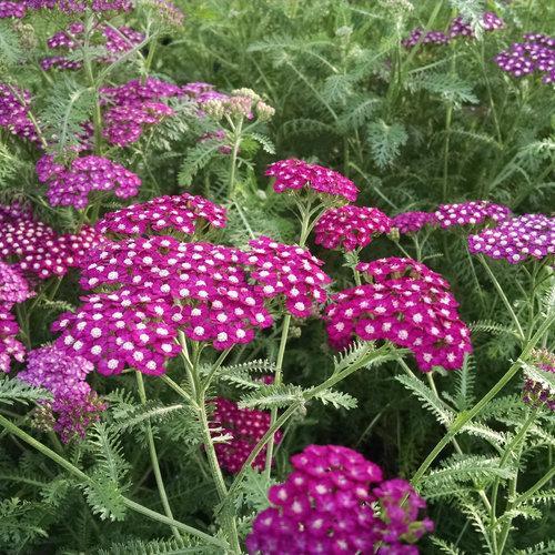 Pink Grapefruit Yarrow (Achillea 'Pink Grapefruit') in Lethbridge Coaldale  Taber Cardston Pincher Creek Alberta AB at Green Haven Garden Centre