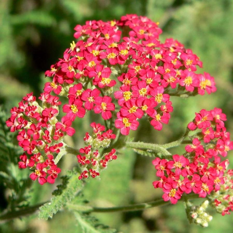 500 MIXED SUMMER YARROW Achillea Millefolium Red Pink White Gold Peach –  Seedville USA