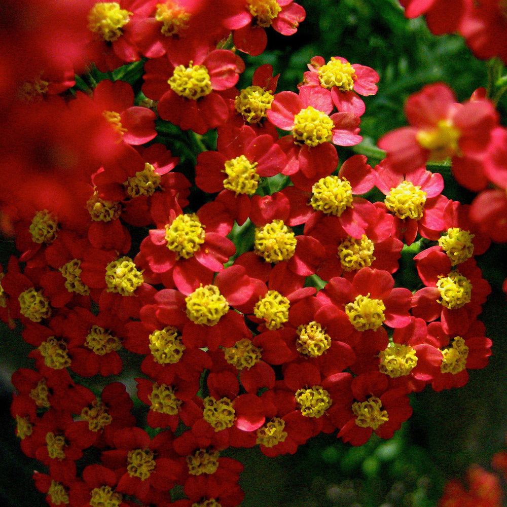 Achillea millefolium 'Pink Grapefruit' (1 qt)  Pink Grapefruit Yarrow –  Morningsun Herb Farm