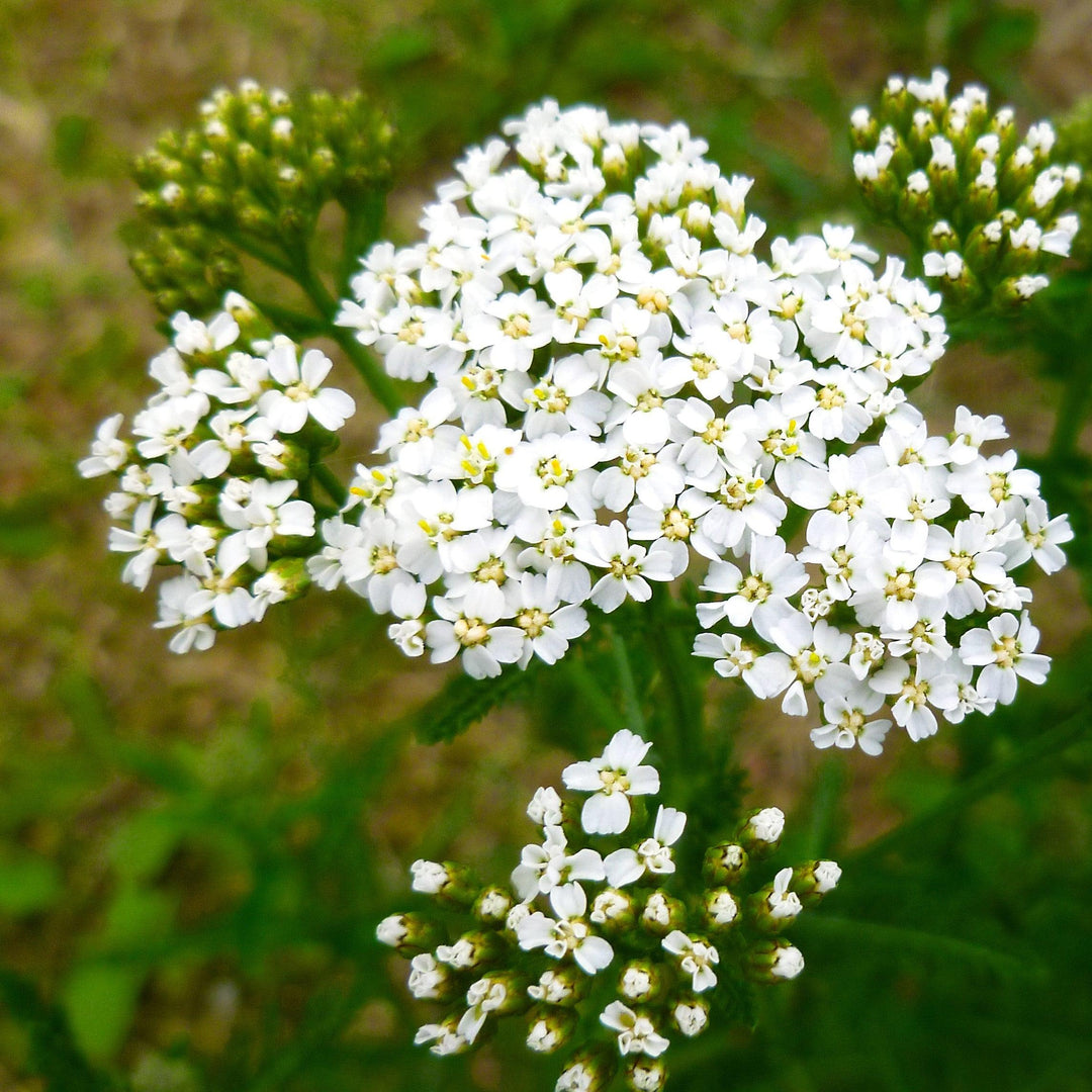 Buy Oertel's Rose Yarrow (Achillea), FREE SHIPPING