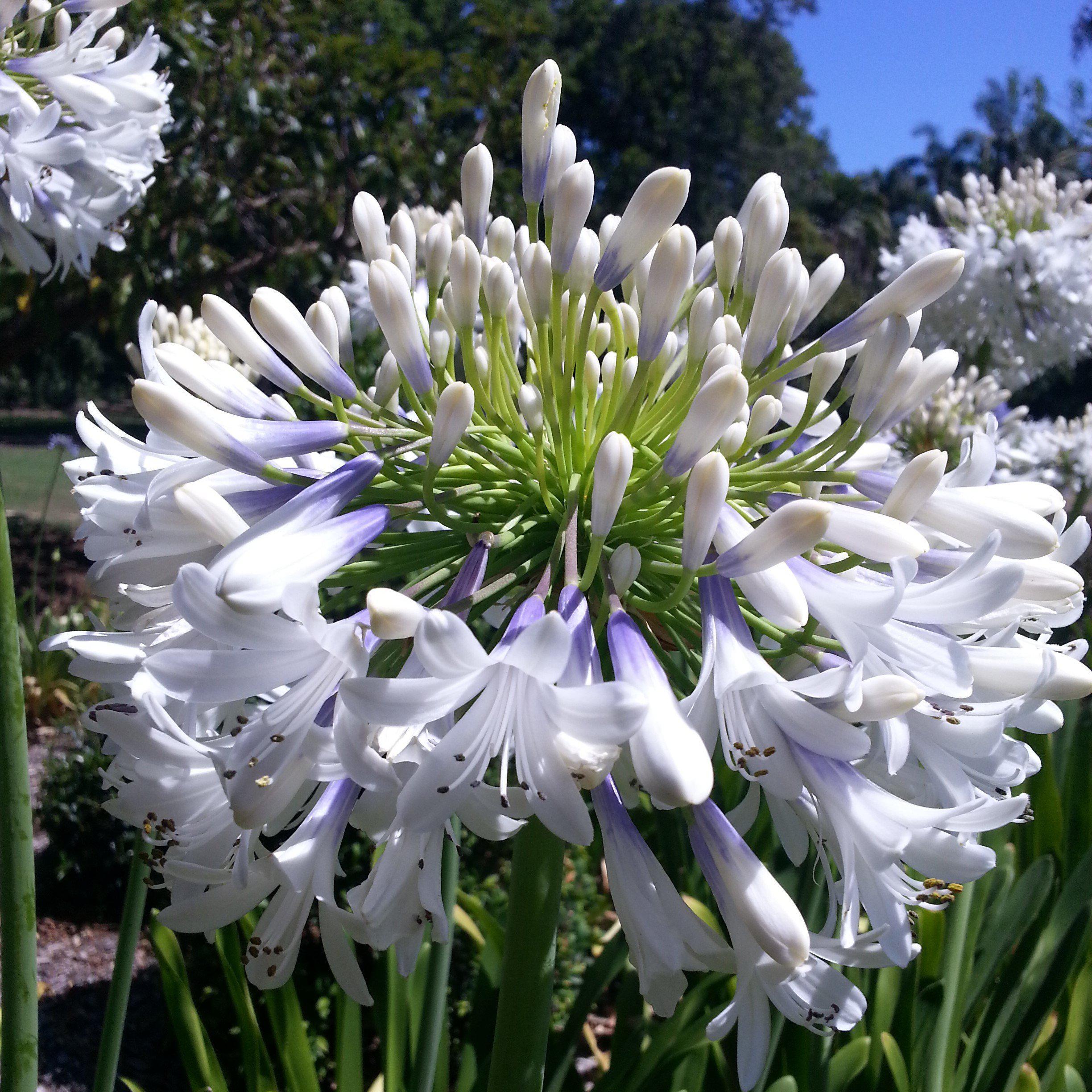 Agapanthus praecox 'PMN06' ~ Queen Mum™ Agapanthus – ServeScape