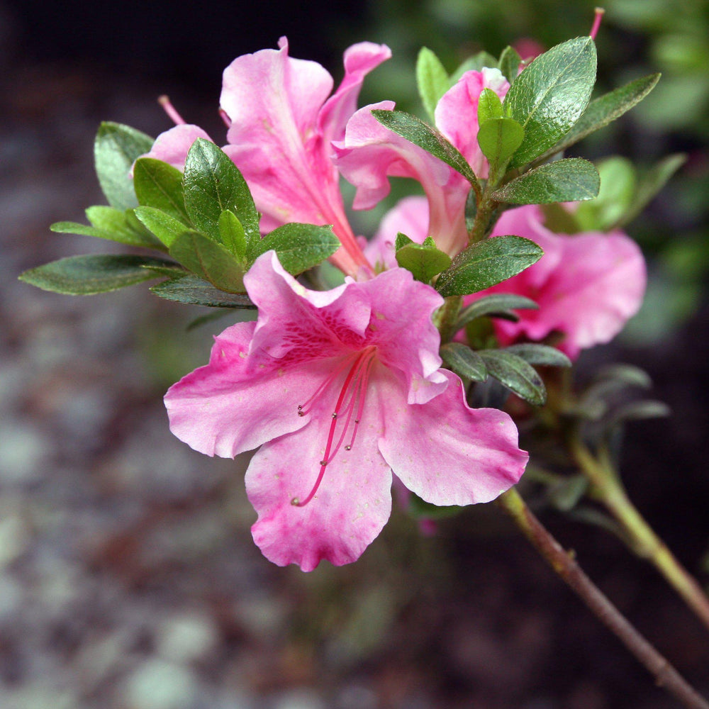 Rhododendron ‘Pink Ruffle’ ~ ‘Pink Ruffle’ Azalea