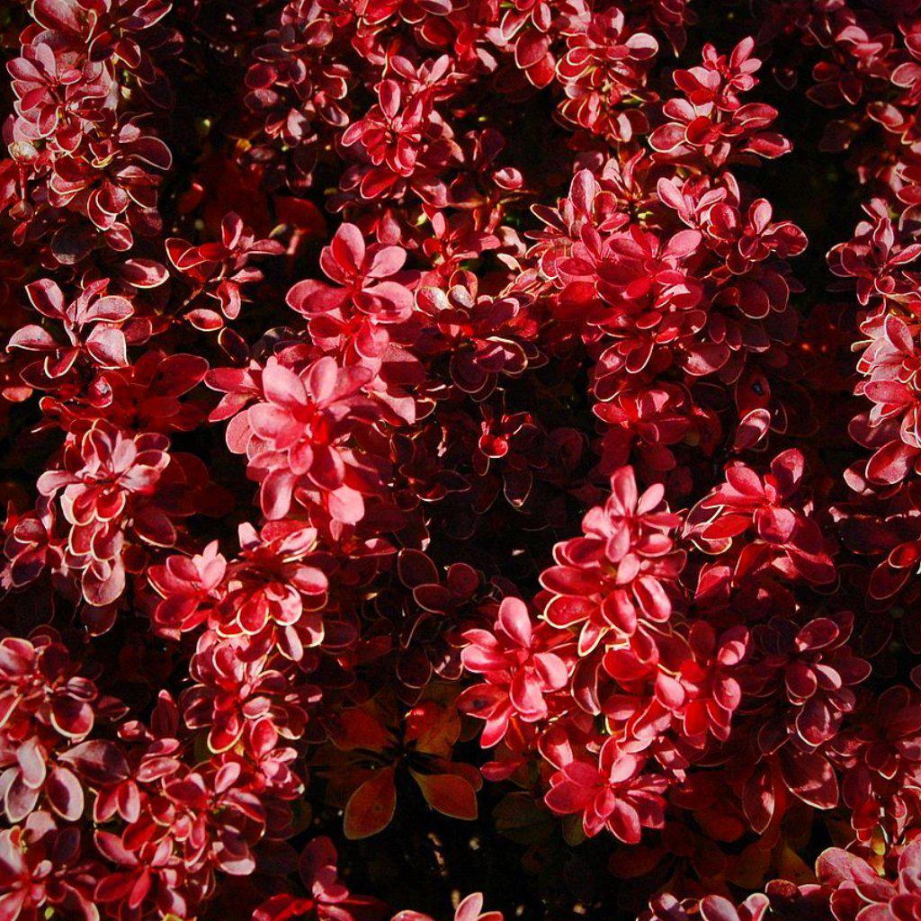 Berberis thunbergii 'Admiration' PP#16,921 ~ Admiration Barberry - Delivered By ServeScape