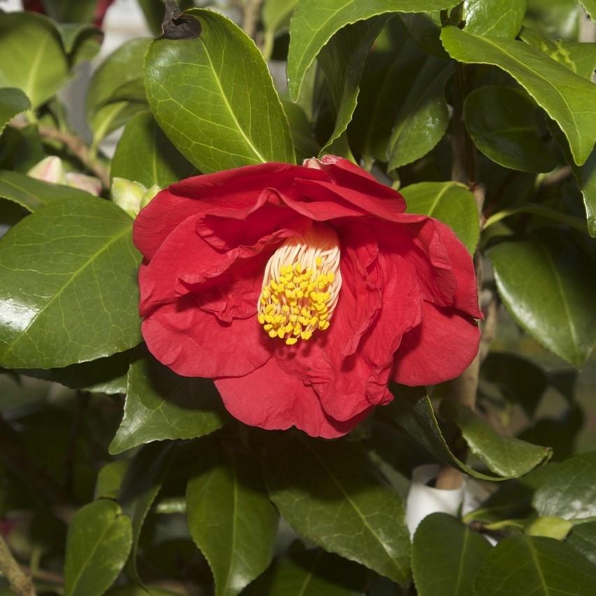 Camellia japonica 'Greensboro Red' ~ Greensboro Red –