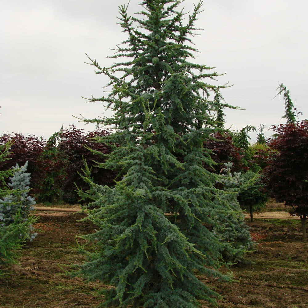 Globe Blue Spruce (tree form) (Picea pungens 'Globosa (tree form)') in Red  Deer Sylvan Lake Lacombe Blackfalds Innisfail Alberta AB at Parkland Garden  Centre