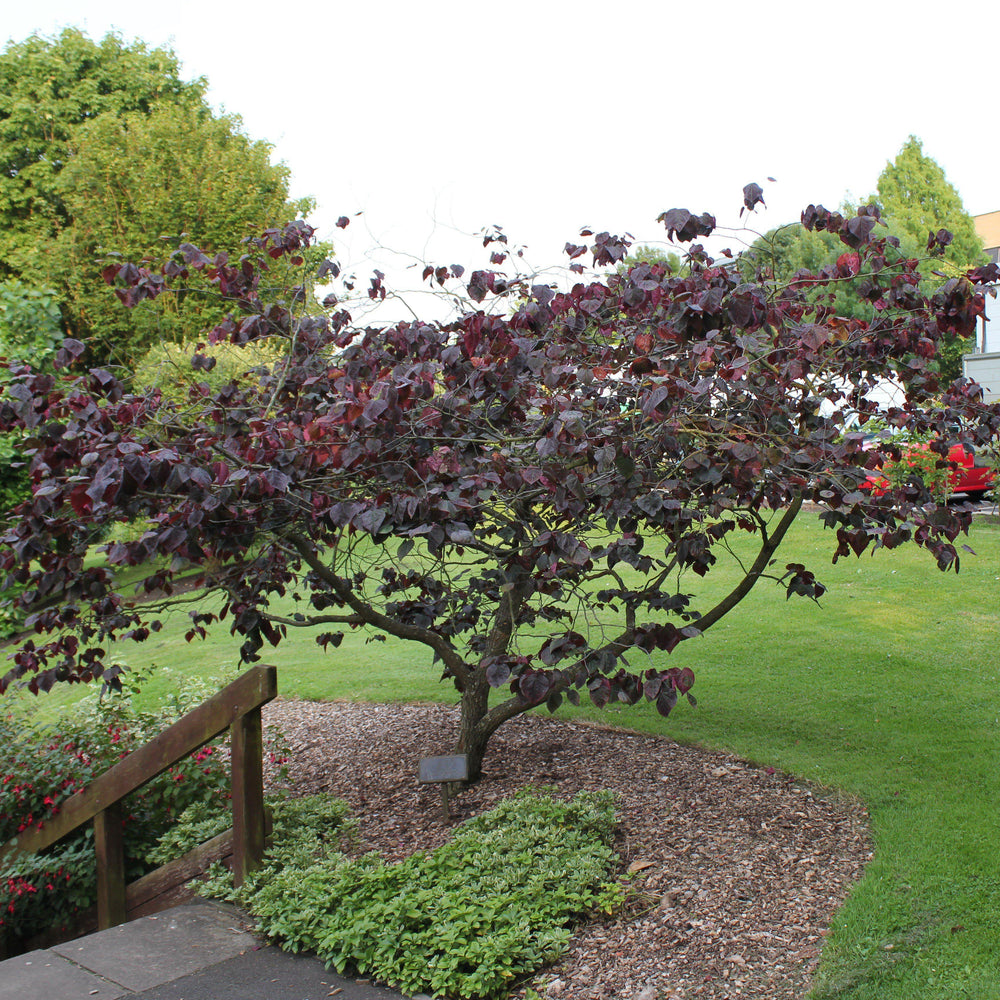 Cercis The Rising Sun Eastern Redbud - Sugar Creek Gardens