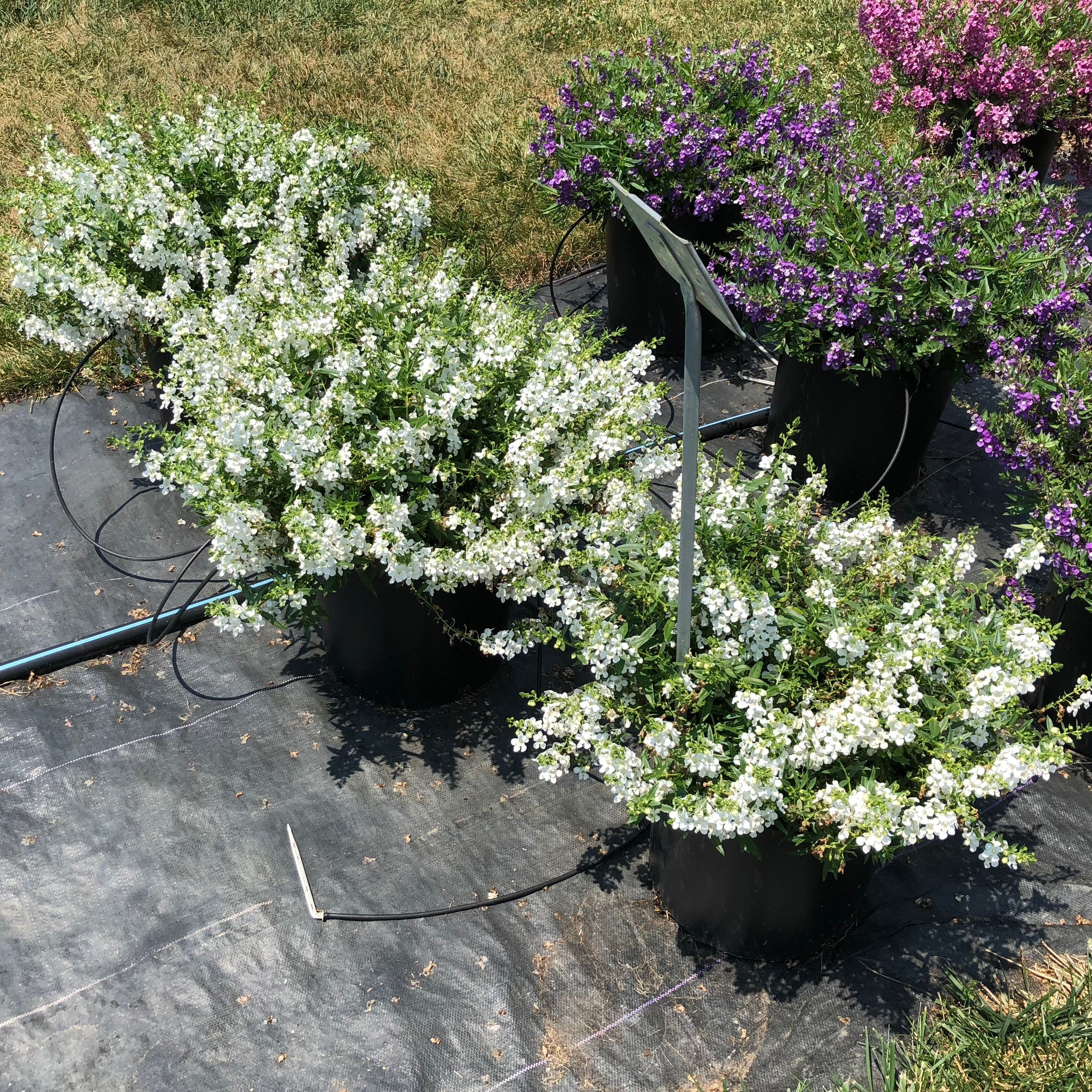 Carita Cascade White Summer Snapdragon Angelonia angustifolia