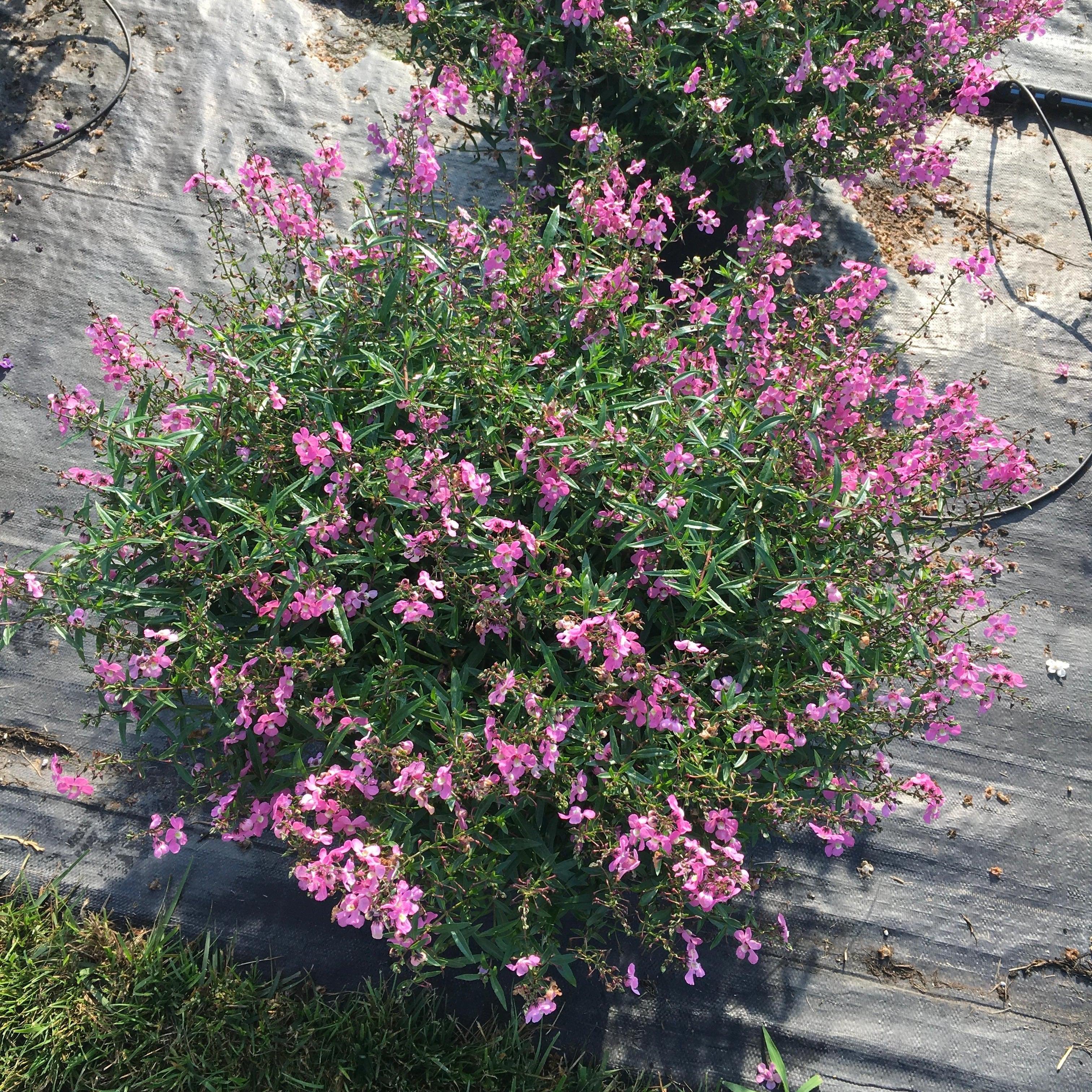 Carita Cascade White Summer Snapdragon Angelonia angustifolia