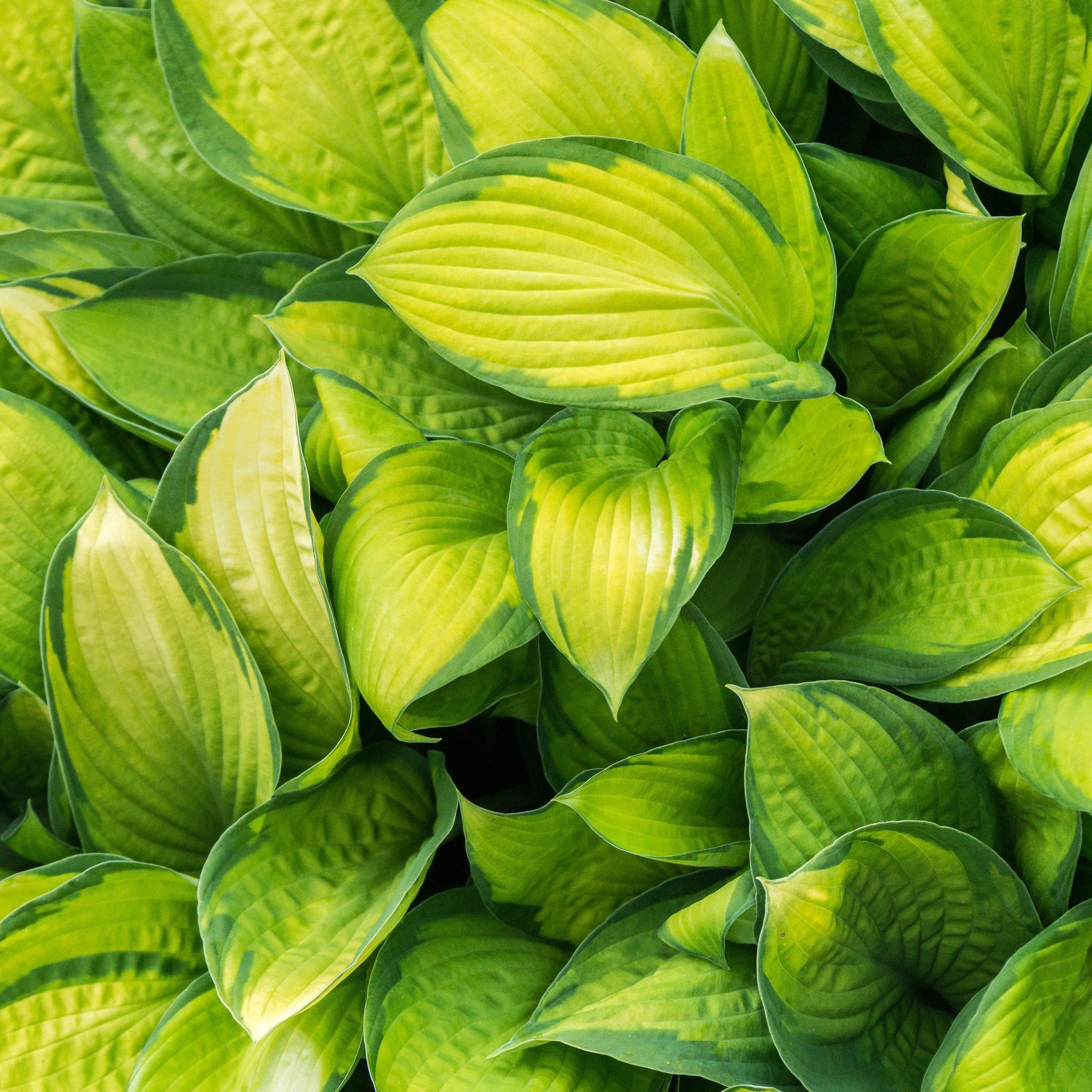 Hosta Stained Glass Stained Glass Hosta Servescape