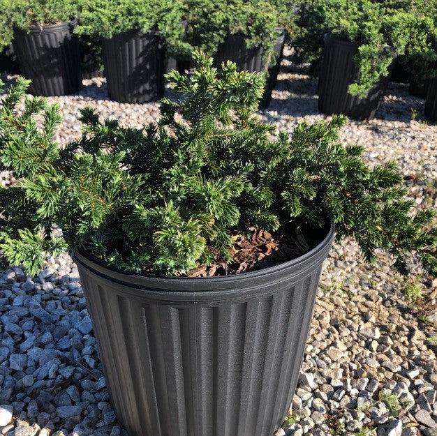 Golden Pacific™ Juniper - Juniperus conferta 'sPg-3-016' – ServeScape