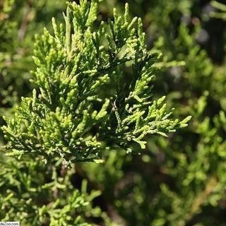 Juniperus virginiana 'Green Point' #3 (Eastern Red Cedar) - Scioto