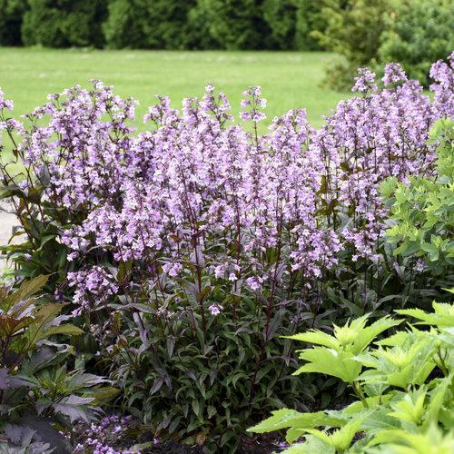 Penstemon Rock Candy® Light Pink - Garden Crossings