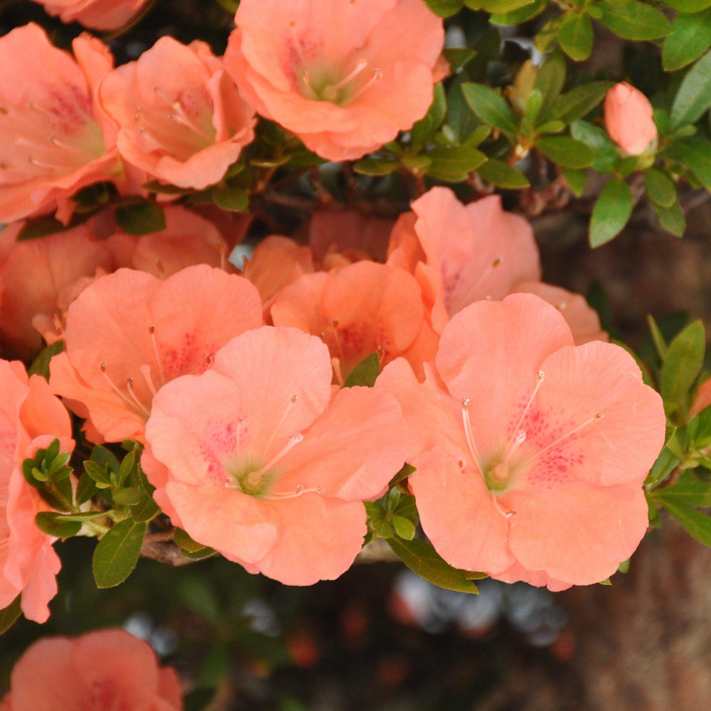 Rhododendron ‘Pink Ruffle’ ~ ‘Pink Ruffle’ Azalea