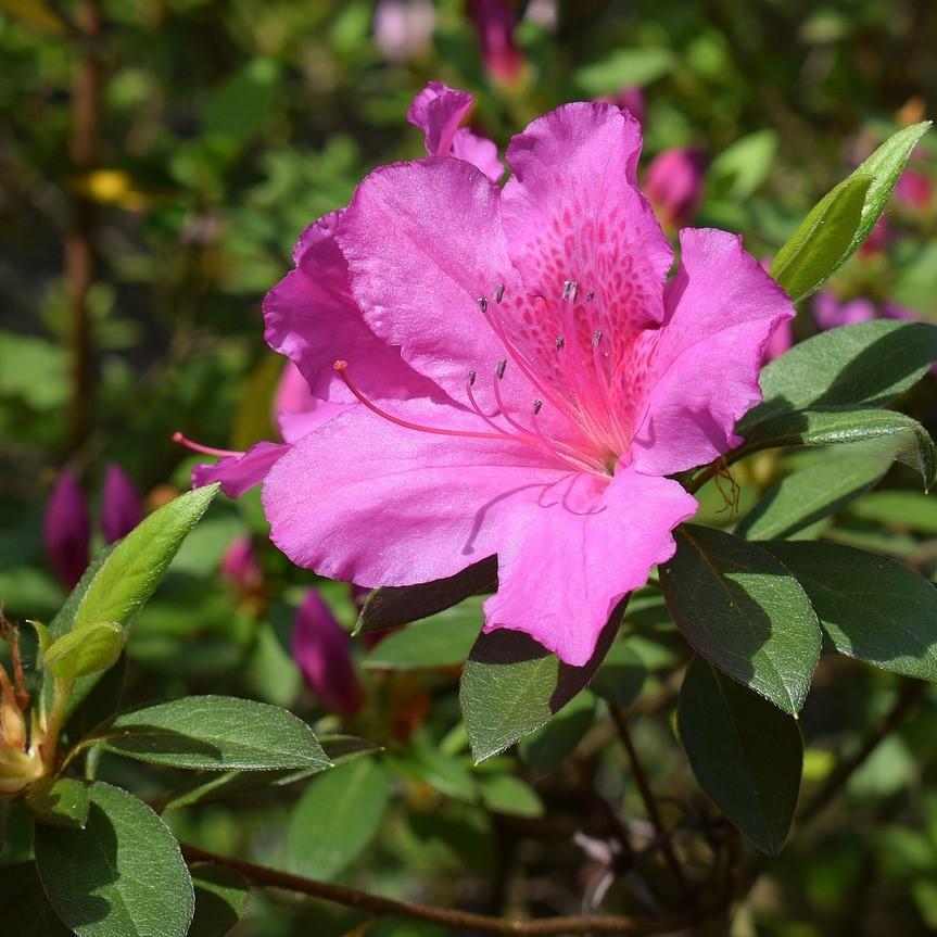 Rhododendron indica 'Judge Solomon' ~ Judge Solomon Azalea#N#– ServeScape